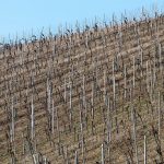 Agriculture outlook dominated by recovery from drought