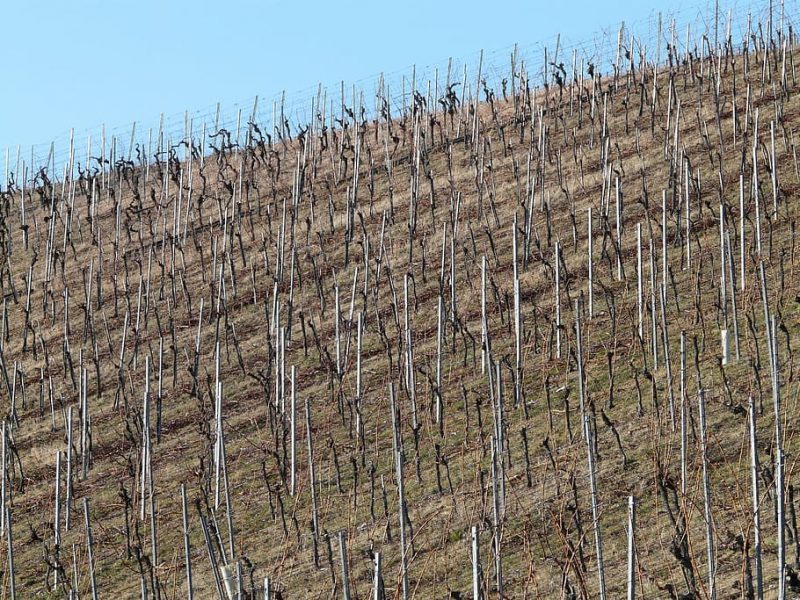 Agriculture outlook dominated by recovery from drought