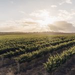 Empowering wine communities to map their climate future