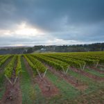 New Mornington Peninsula viticulture award announced