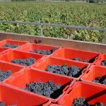 Requirement for certification of empty used grape bins now being enforced