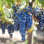 Wine sector welcomes extended relief to smoke taint