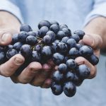 Podcast: Big production loss in latest grape harvest in Tasmania