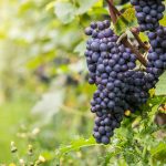 Blog: Pinot Noir’s past, present and uncertain future in Burgundy