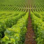 Blog: is vinodiversity dead?