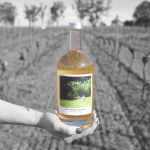 Canberra Winery loses crop to smoke makes gin instead