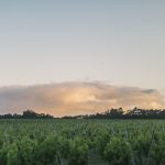 Wilyabrup producers believe formal recognition of the GI is inevitable