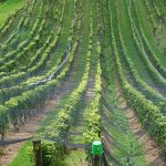 Why New Zealand’s southern wine industry is so successful