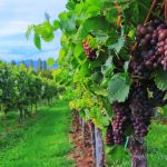 Superb 2020 vintage bolsters New Zealand wine industry