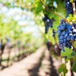 American tech entrepreneur selling Australia’s oldest organic vineyard