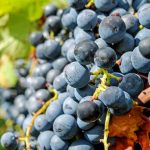 Blog: Don’t write off the 2020 vintage, says Sonoma vintner Jake Bilbro