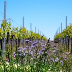 Wine: more sustainable than most crops?