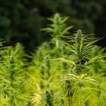 VinHemp research
