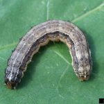 Biosecurity alert: Fall armyworm