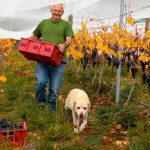 Tasmanian wine producers increase focus on sustainability