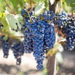 Australian distiller figures way to use smoke-tainted winegrapes in spirits
