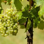 Biodegradable vine clips win Outstanding Collaboration Award