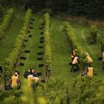 New Zealand wine industry welcomes New Year seasonal worker border exception
