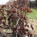 FaBS extended to SA Wine Industry