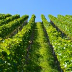 Vinehealth Australia: Metropolitan Adelaide fruit fly outbreaks, advice for the wine industry