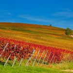 Planning for the future: Vins de Provence commit to 100% sustainability certification by 2030
