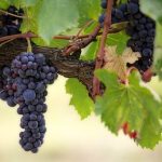 Blog: Grape research helps answer climate change question