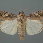Emerging risk: Fall armyworm is on NZ doorstep