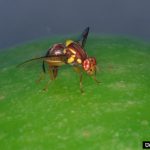 Second Queensland fruit fly outbreak declared in the Riverland