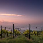 Pernod selects Trellis to rejuvenate grape harvest