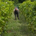 Lack of seasonal workers puts squeeze on Wairarapa grape harvest