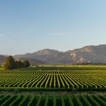 Marlborough’s wine industry contributes $571 million to local economy