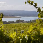 2021 Tasmanian vintage and vineyard visitation