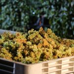 SA winegrape harvest boosts spirits amid China tariff woes