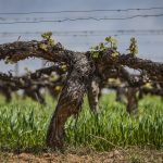 Familia Torres commits to regenerative grapegrowing to fight against climate change