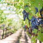 Blog: Climate change risks, reading between the wines