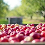 Apple producer may buy Villa Maria