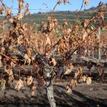 Conference to help wine sector prepare, respond and recover from fire