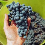 California wines made with new hybrid grapes hold promise