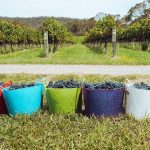 Hawke’s Bay hails trio of ‘outstanding’ vintages