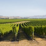 Smaller vintage of exceptional quality