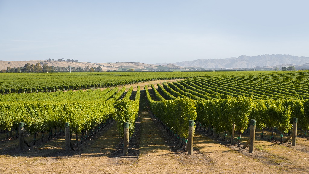 Smaller vintage of exceptional quality