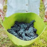 Concerns over NZ wine supply after small harvest