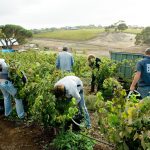 Wine industry looks ahead to winter harvest: ‘Pacific workforce is critical’