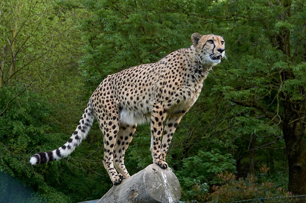 Zoos SA and Kimbolton say cheers to cheetah conservation