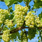 Automating estimates: AI to predict yields