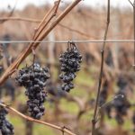 Crops will rot if workers aren’t found
