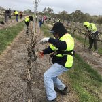 Despite extra seasonal workers, uncertainty remains for wine industry ahead of winter pruning