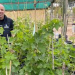 Cypriot grapes perform well in Australian heat and on taste