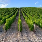Are we running out of New Zealand wine?