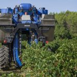 Falling harvests nip NZ wine’s worldwide growth in the bud